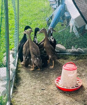 INDICKÝ BĚŽEC - 3