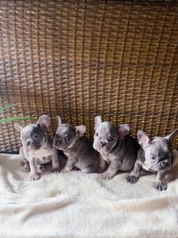 Francouzský buldoček barvě modré 🩵 - 3