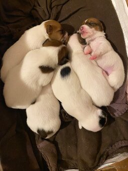 Jack Russel teriér - 3