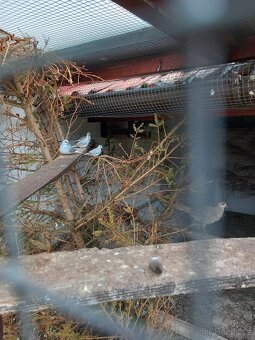 Holoubek diamantový - 3