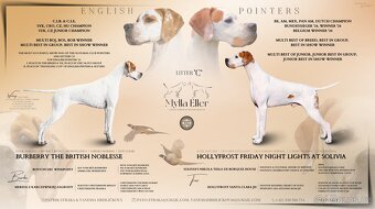 Anglický pointer s PP - 3