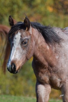 Klisnička QH s TOP cutting původem a skvělou povahou - 3