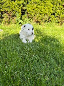 Border Kolie - 3