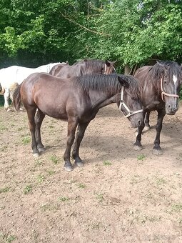 Percheron - 3
