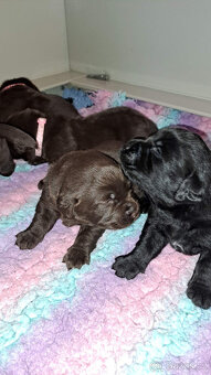 Čokoládová štěňátka labradora s PP - 3