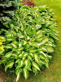 Bohyška -Hosta - 3