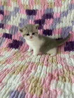 🐾Britská koťátka bez PP🐱hledají nový domov - 3