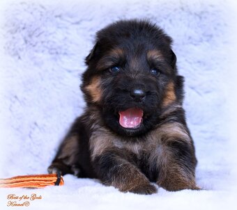 Německý Ovčák - štěňata - 3