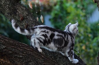 Britská  (whiskas ) kočička s p.p. - 3