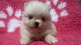 Pomeranian s PP štěňátka - 3