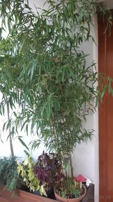 Vymenim, nebo velmi levne prodam premnozene rostliny - 3