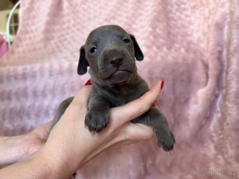 Italský chrtík s PP - 3