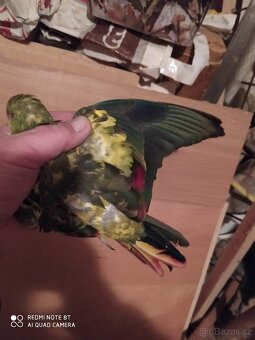 Kouřový, neofemy, alexandři - 3