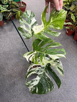Monstera albo variegated - 3
