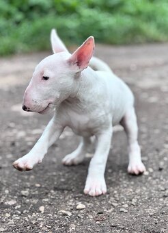 Miniatúrny Bulterier // bullterrier - 3