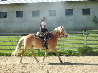 Valášek do rodiny hafling věk 10let výška 150cm - 3