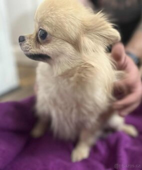Pomeranian Cream sable - 3