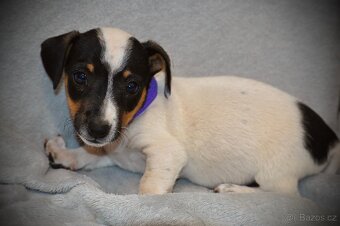 Štěňátka Jack Russell teriér - 3