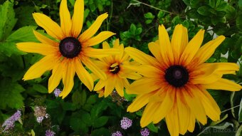 Rudbekie - 3