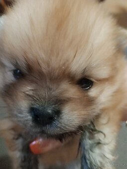 Pomeranian - 3