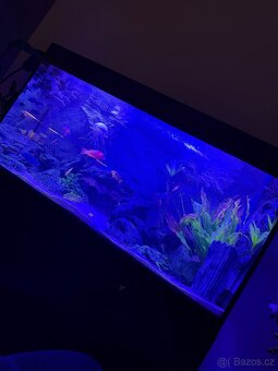 Luxusní vybavené akvárium + ryby - 3
