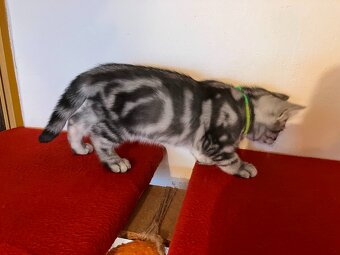 Koťátka britská Whiskas černostříbřitý mramor - 3