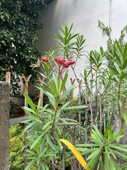 Oleandry - 3