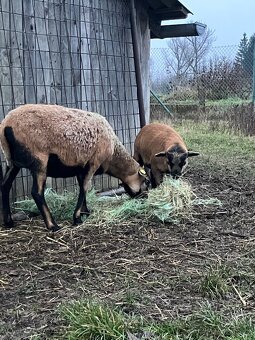 Kamerunský beránek - 3