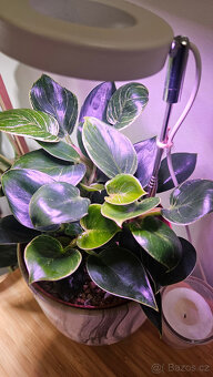 Philodendron birkin - 3