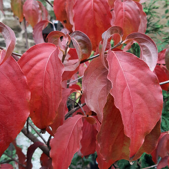 Dřín japonský "Chinensis" 120-130cm - 3