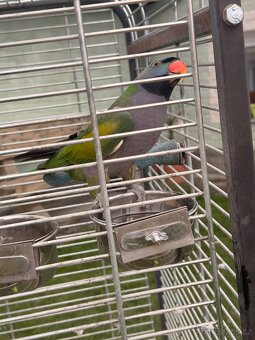 Alexandr Čínský včetně voliéry - 3