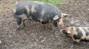 KUNE KUNE pastevecká prasátka - 3
