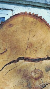 Dubový koláč 110cm, kmen, vhodný na stůl - 3