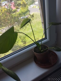 Prodám Monstera skvostná - 3