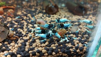 Krevetky Caridina - Blue Mosura Shadow - 3