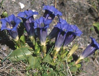 Skalničky,trvalky a cibuloviny,pivoňky,orchideje. - 3