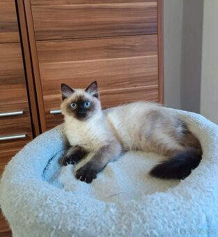 Ragdoll poslední volný kocourek - 3