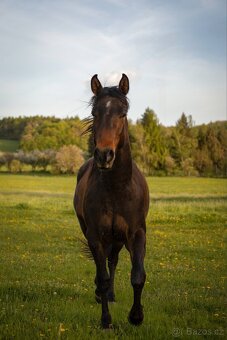 3,5letý valach AQH - 3