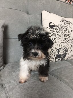 Yorkshire teriér Biro (, Jorkšírský teriér Biro) - 3