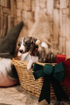 Whippet/Vipet s PP (pejsek,fena) - 3