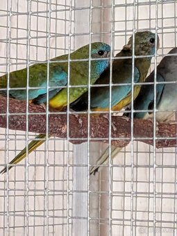 Neoféma modrohlavá - 3