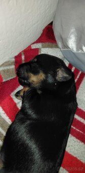 Křížený Pražský krysařík - 3