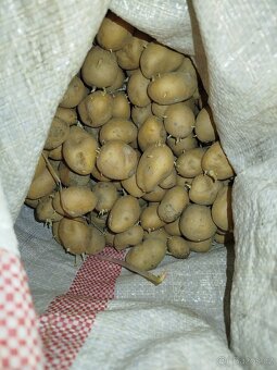 Krmné brambory - 3