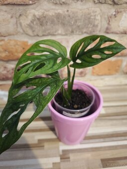 Monstera adansonii mint - 3