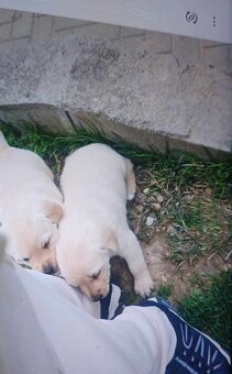 Labrador - 3