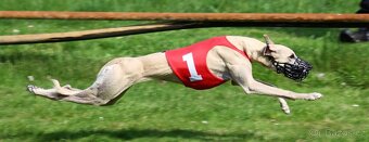 Whippet (vipet) štěňata k zadání - 3