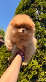 Pomeranian - 3