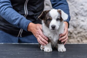 Welsh Corgi Cardigan – štěňata s PP - 3