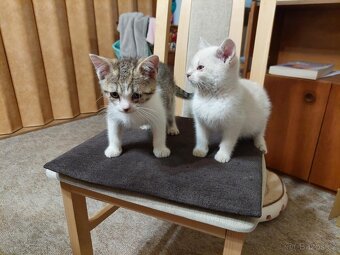 Hravé koťátka - 3