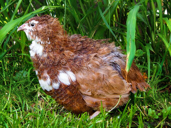 Amerika Mix křepelka - Vejce do líhně + Topný sáček - 3